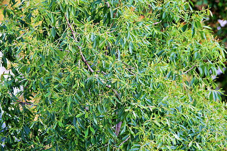 árbol del té de Busman, árbol, té de Chambergo, verde, follaje, hoja, delgado