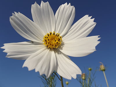 flor, Cosmos, primavera, naturaleza, jardín, hermosa, flores blancas