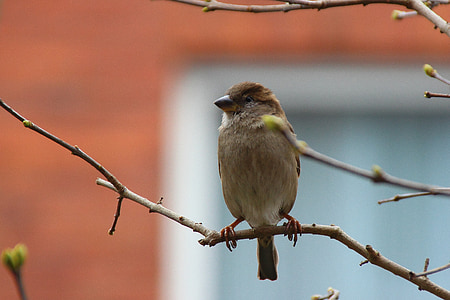 sparrow, sperling, bird, songbird, nature, branch, sitting