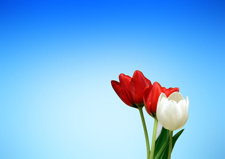tulips, red, white, spring, aesthetics, aesthetic, screen background