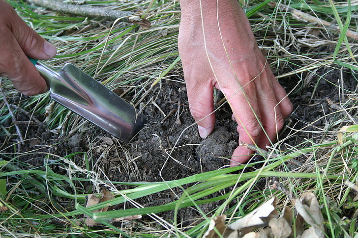 truffles, search, truffle, soil, paddle