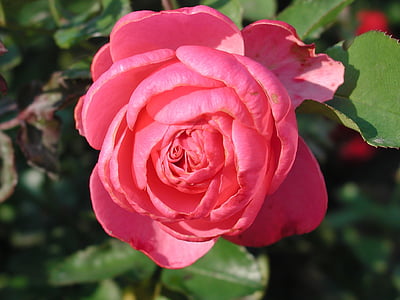 naik, bunga, Blossom, mekar, bunga, Pink rose, merah muda