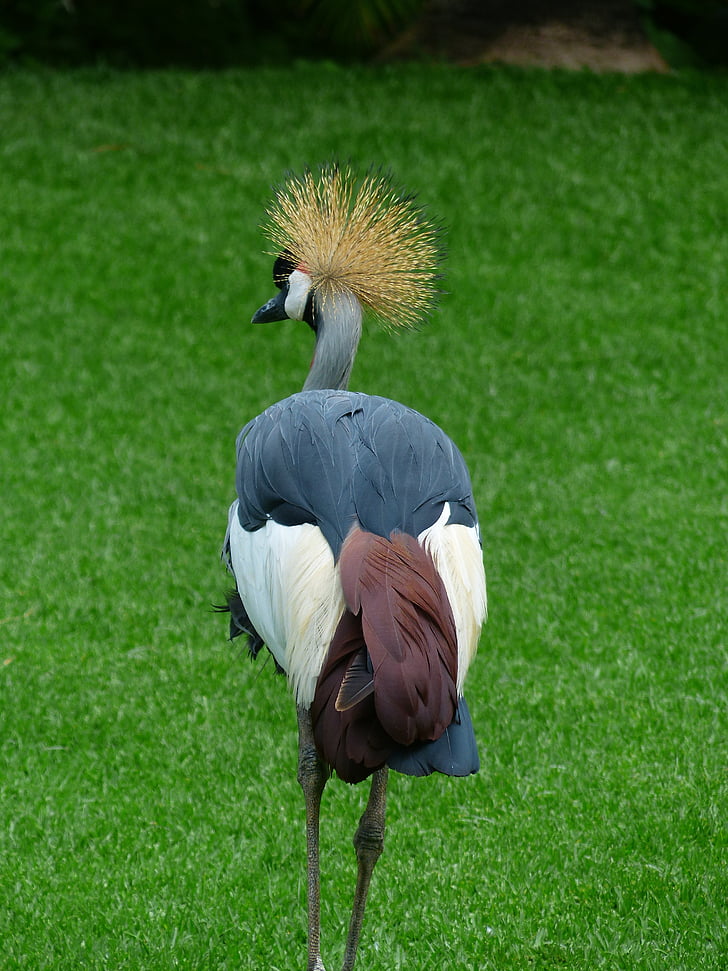 Crane, burung, musim semi mahkota, Afrika Selatan abu-abu dimahkotai crane, abu-abu dimahkotai crane, balearica regulorum, leher abu-abu abu-abu dimahkotai crane