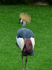 Crane, fuglen, våren krone, Sør-Afrika grå kronet kran, grå kronet kran, balearica regulorum, grå halsen grå kronet kran