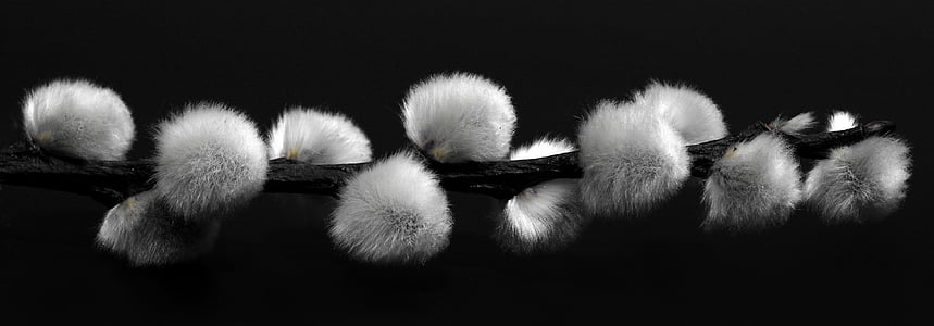 pussy willow, pasture, black and white, fluffy, soft, furry, cuddly