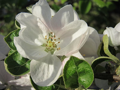 Apple blossom, Blossom, Bloom, valkoinen, terälehtiä, leima, Lily-White