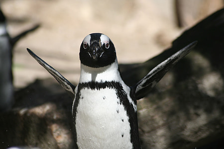pinguino, povero, pelliccia, animale, bianco, Zoo di, nero
