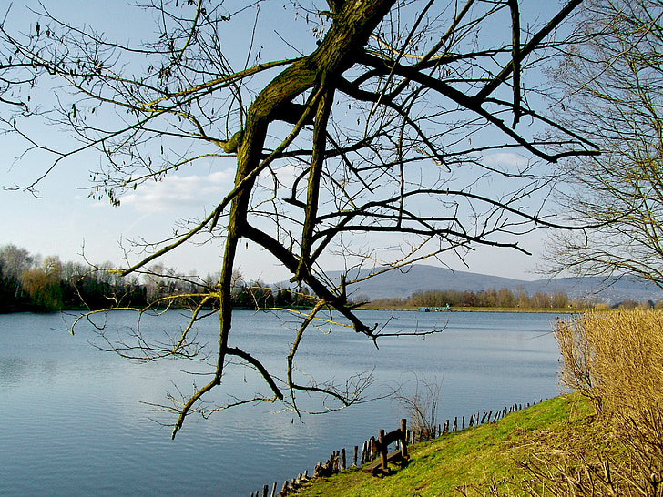 Lago, ramo, natura