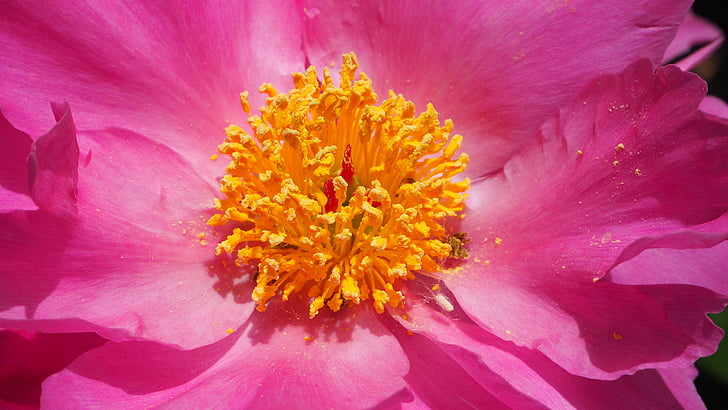rosa blomma, gula center, makro, närbild, blomma, Rosa, gul
