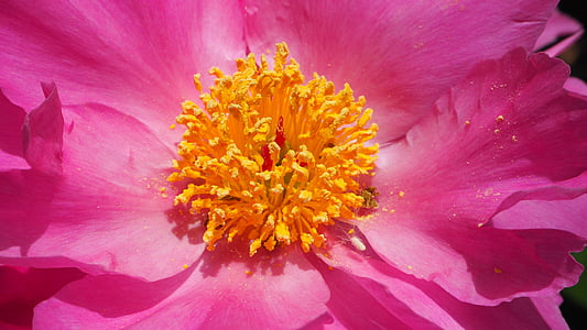 розово цвете, жълт център, макрос, затвори, цвете, розово, жълто