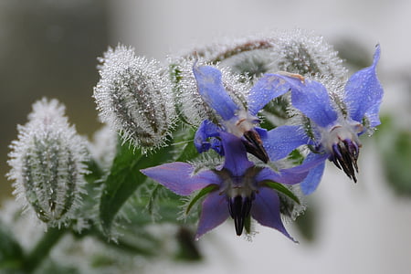 brutnák lékařský, Podzimní květiny, modrá, mlha, podzim, Dewdrop, Rosa
