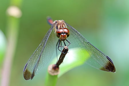 nature, forest, insects, dragonfly, landscape, park, arboretum