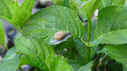 leaves, snail, leaf, nature, shell, green, mollusk