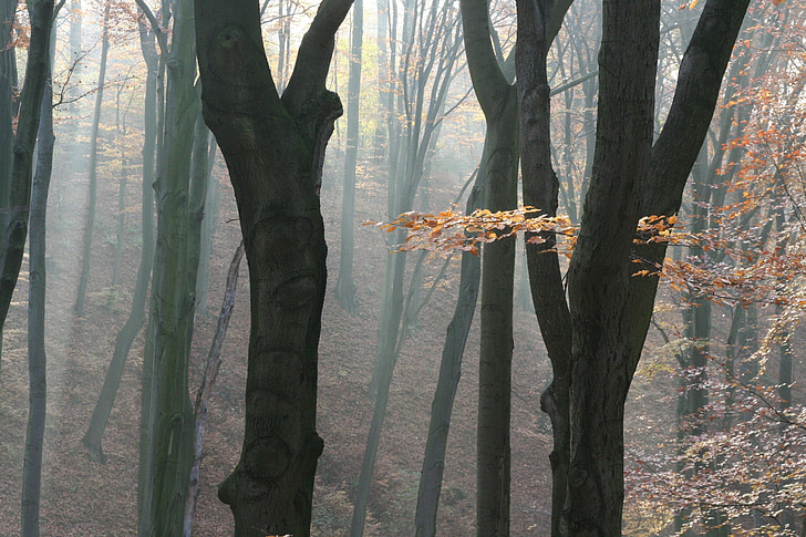 jesień, lasu, Natura, mgła, pnie drzew, drzewa, szczepy