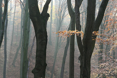 autumn, forest, nature, fog, tree trunks, trees, strains