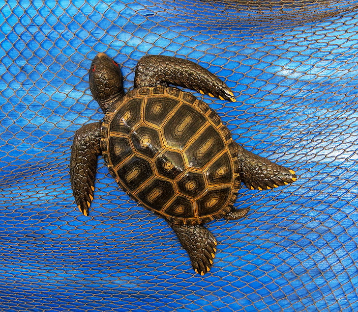 turtle, fishing net, shell, animal