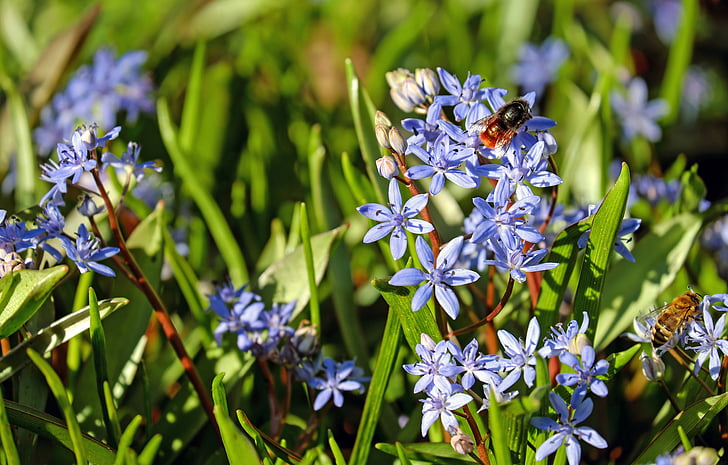 Blue star, flori, floare, albastru, floare sălbatică, plante sălbatice, plante de pădure