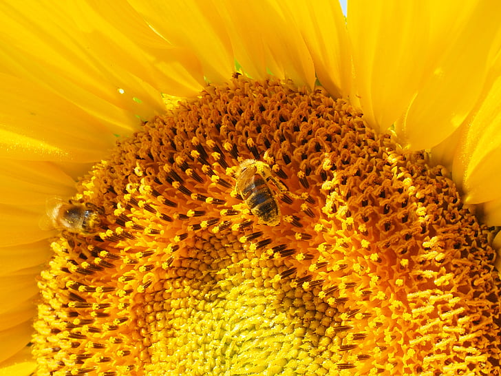 flor do sol, abelha, flor, flor, néctar, inflorescência, cesta de flores