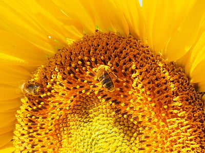 Sun flower, Bee, Blossom, Bloom, nektar, Blomställning, BLOMSTERKORG