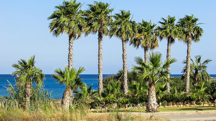 Palm, koks, jūra, debesis, zaļa, daba, Kipra