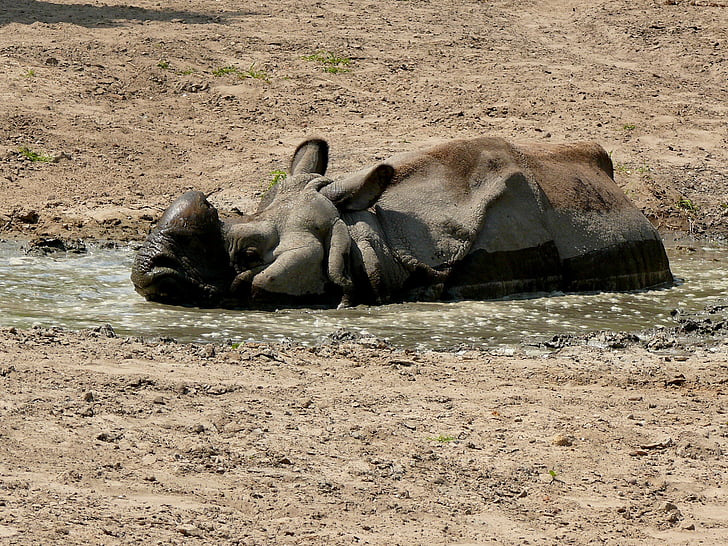 Rhino, animal grande, Sabana, Parque zoológico, animal, flora y fauna, mamíferos