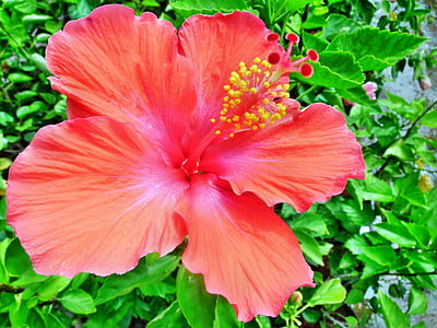 hibisc, Rosa, sinensis, flor, natura, planta, vermell