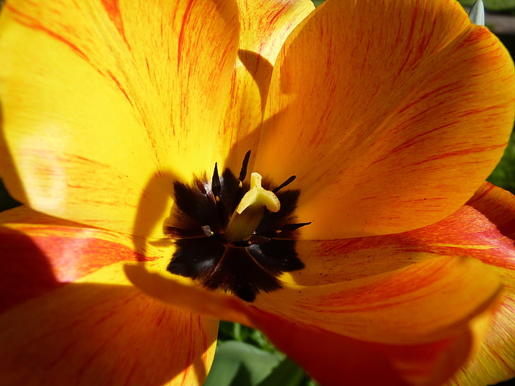 flower, yellow, macro