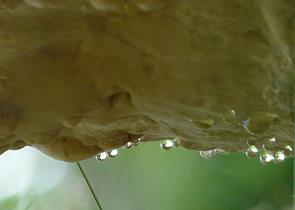 árvore, fungo, de suspensão, gotas de chuva, natureza, macro, floresta