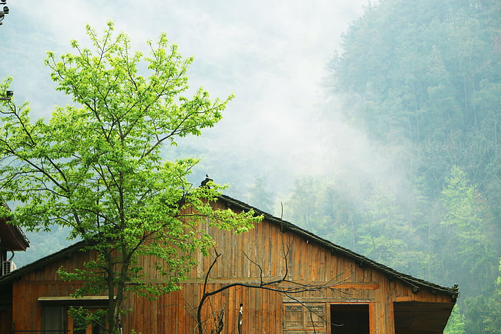 cabaña de troncos, niebla, montaña, verde, arquitectura, árbol, exterior del edificio