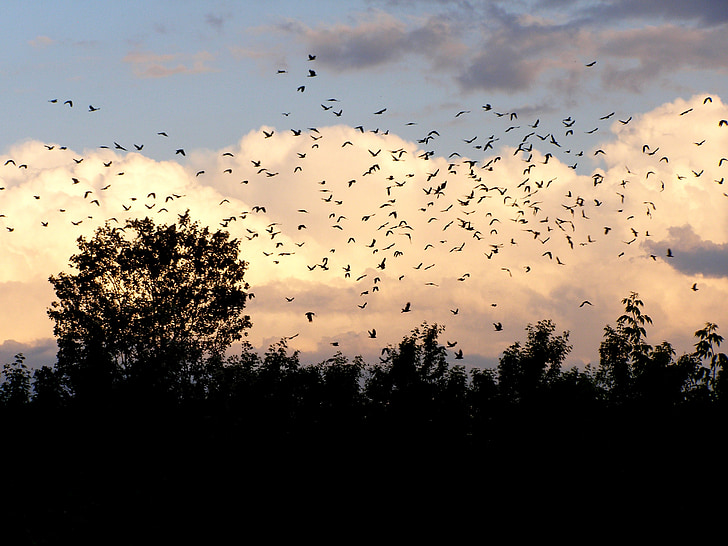 aves, nuvens, céu, paisagem, voo, Skies, natureza