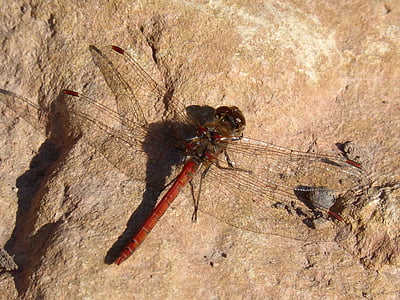 libélula, libélula roja, roca, insecto con alas, Sympetrum striolatum, insectos, naturaleza
