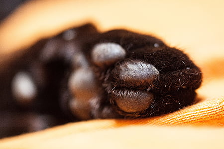 cat, cat's paw, paw print, paws, velvet paw, fur, pet