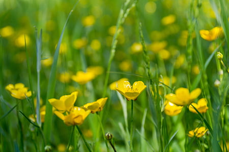 Meadow, fleurs, bouton d’or, printemps, été, nature, jaune