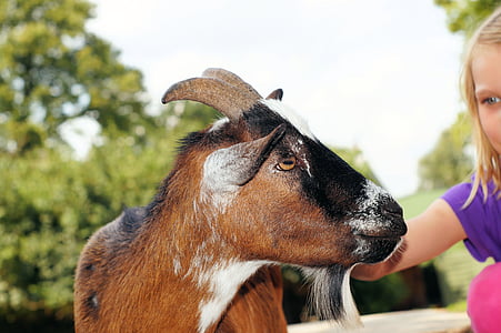 petting zoo, goat, stroke, pet, livestock, head, goatee