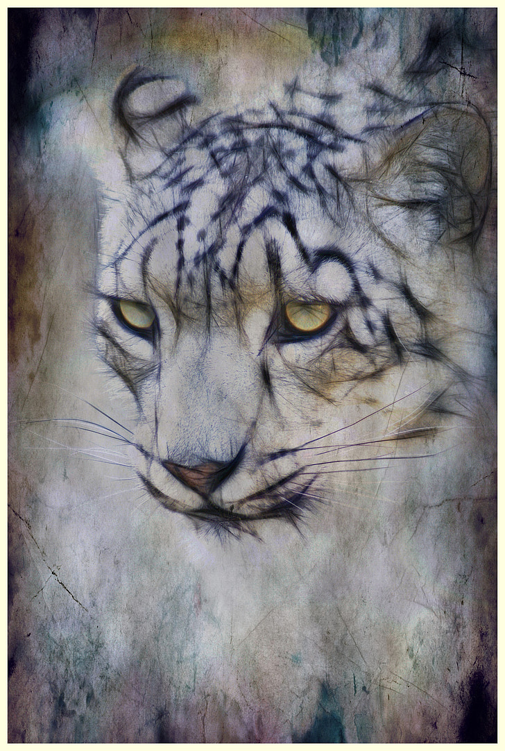 snow leopard, pisica, feline, animale, natura, mamifer, sălbatice