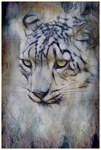 Snøleopard, katten, feline, dyr, natur, pattedyr, Wild