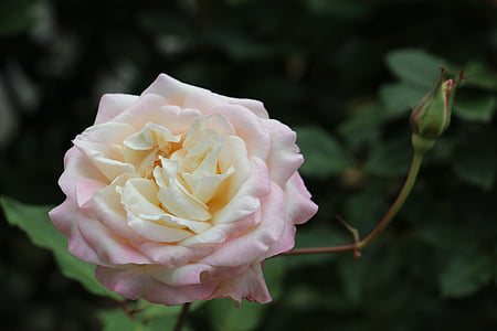 Rosa, virág, fehér, természet, növény, szirom, Rose - virág