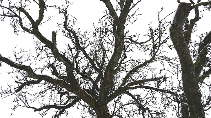 arbre, Couronne, esthétique, Kahl, branches, Sky