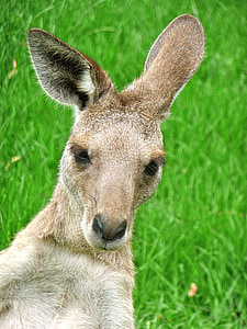 kangur, wyrażenie, ładny, twarz, czołowej, portret