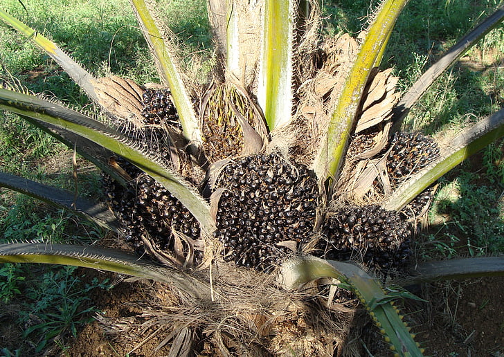 óleo de palma, bando de frutas, árvore, óleo vegetal, horticultura, Karnataka, Índia