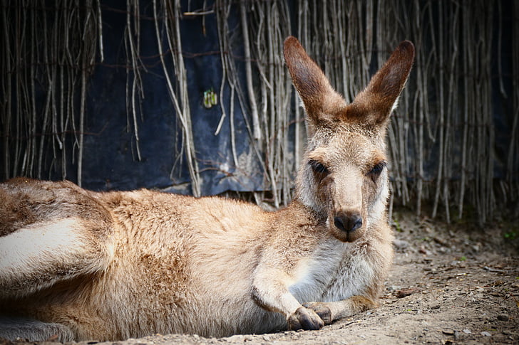kangoeroe, Australië, natuur, buiten, Toerisme, dier, zomer