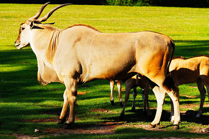spoločné eland, antilopy, zvieratá, Príroda