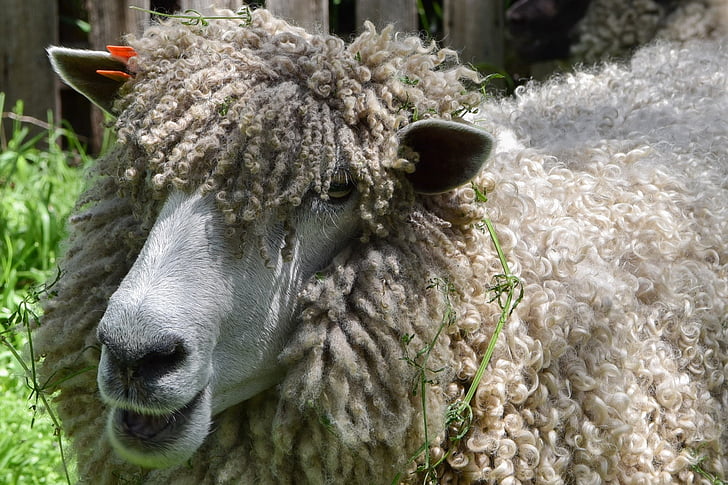 con cừu, woolly, Len, chăn nuôi, Trang trại, fleece, xoăn