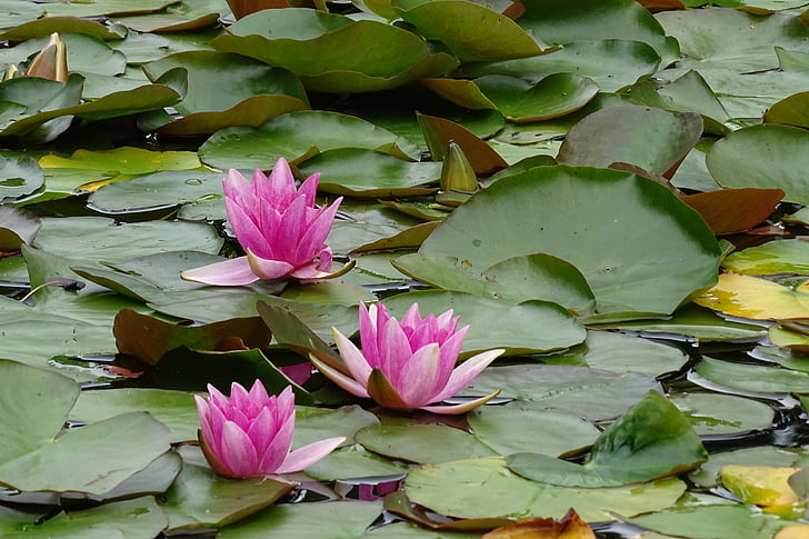 water lilies, plant, aquatic plant, pond, lake, lily pond, water Lily