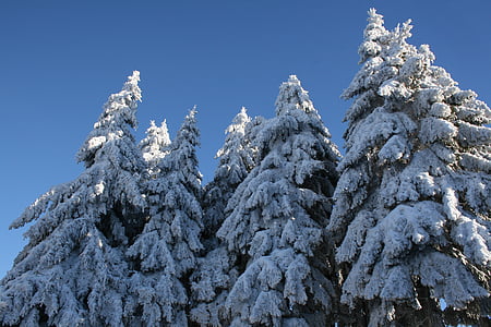 neu, cobert de neu, avets, l'hivern, arbres
