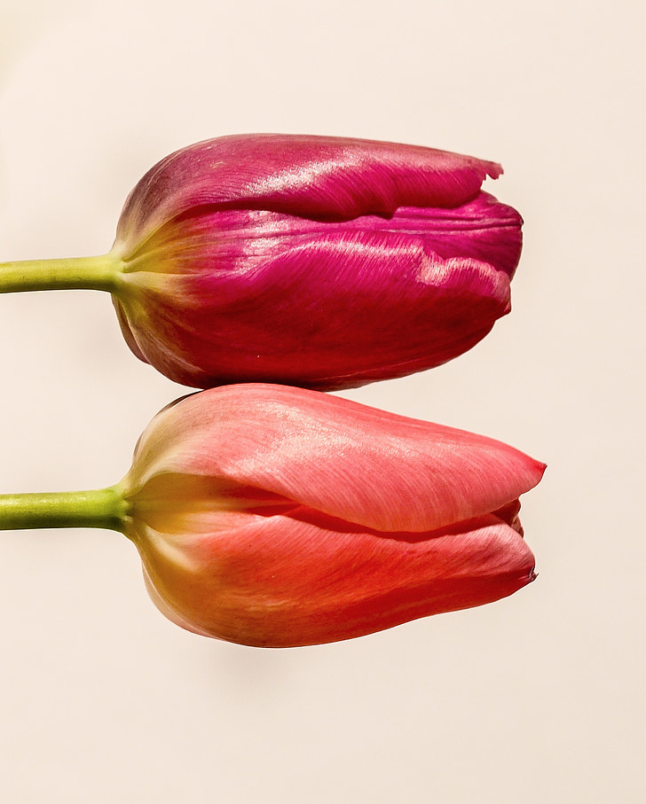 Tulip, fleur, Rose, rouge, coloré, blanc, Holland
