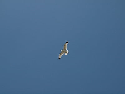 seagull, sky, bird, fly, blue sky, harmony