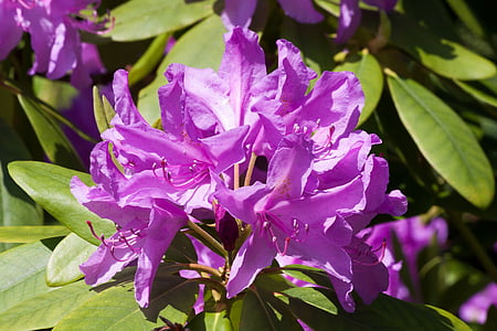 Rhododendron, Traub notes, doldentraub, inflorescences, genre, famille Ericaceae, Ericaceae
