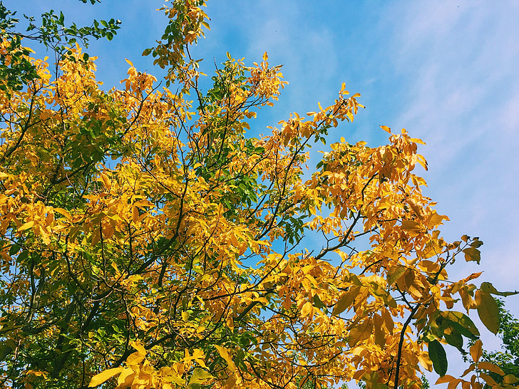 jeseni, dreves, listi, zlati jeseni, narave, krajine, živa narava