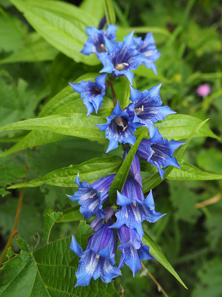 Bellflower, Wild, Luonto, violetti, kukka